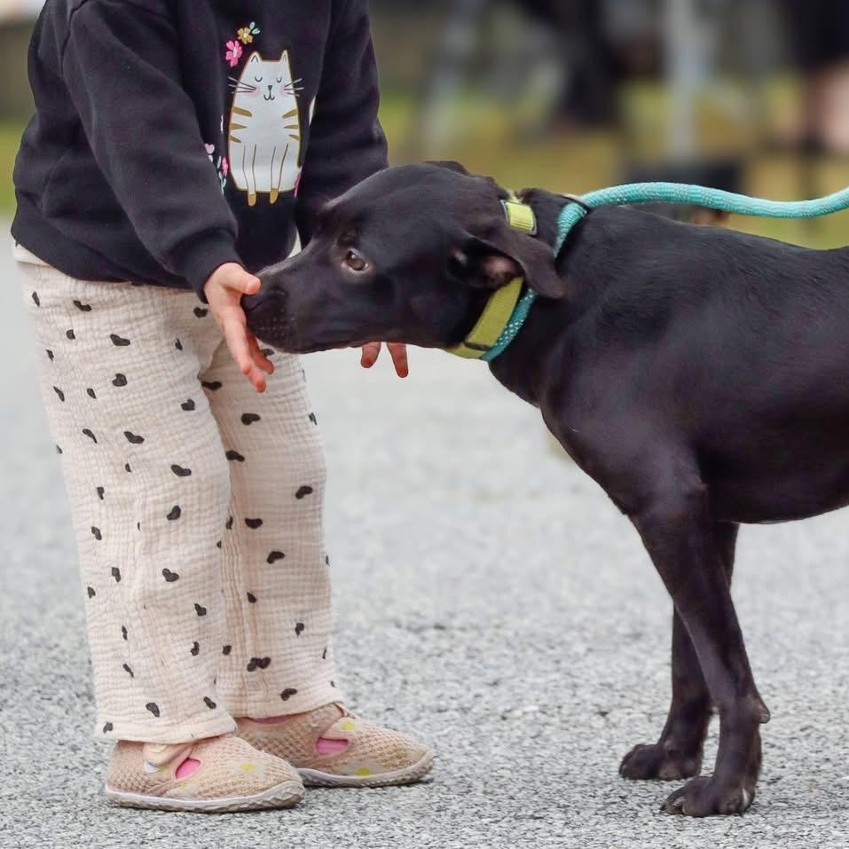 Perry , a ADOPTABLE mixed breed in Cedar Mountain, NC image 2/6