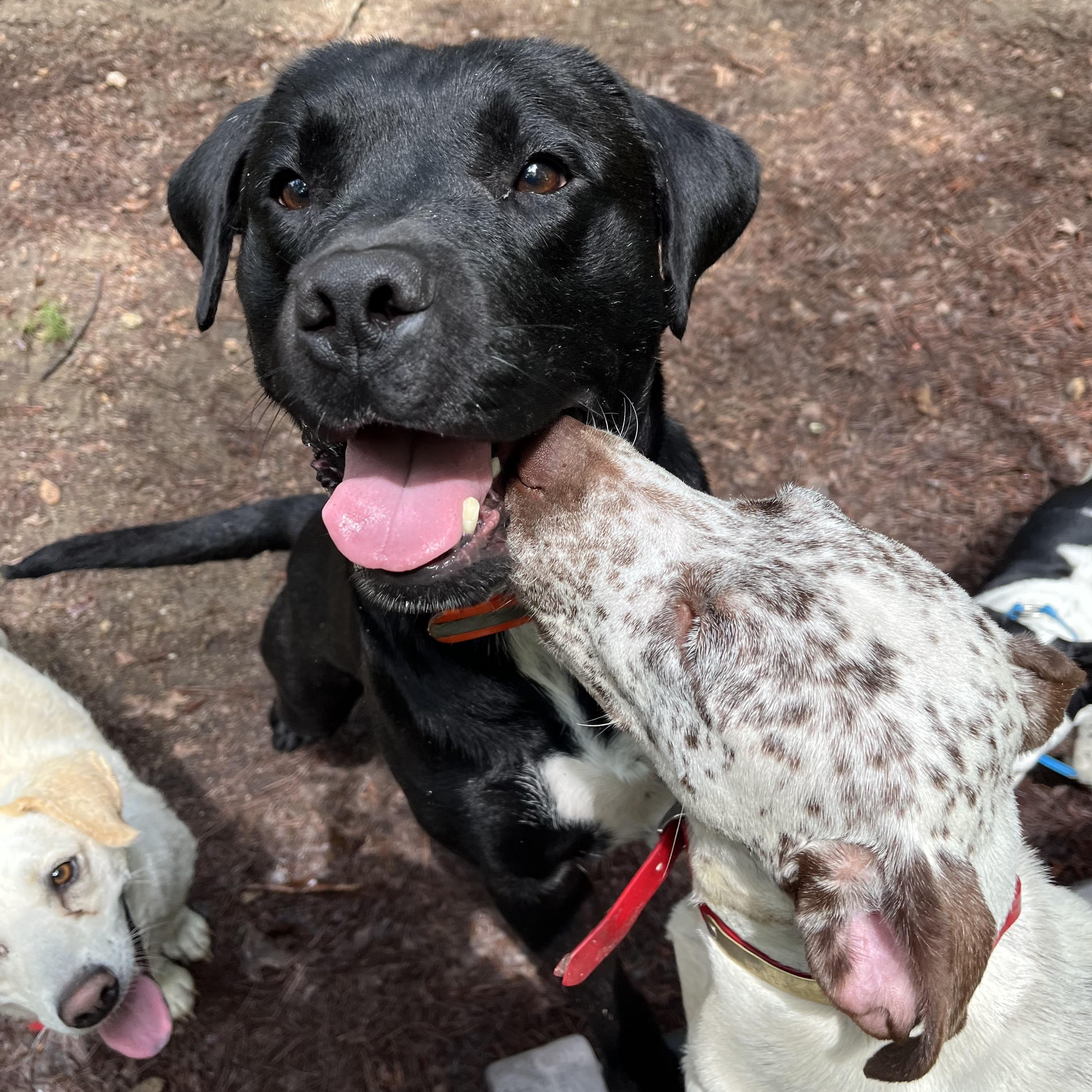 Perry , a ADOPTABLE mixed breed in Cedar Mountain, NC image 6/6