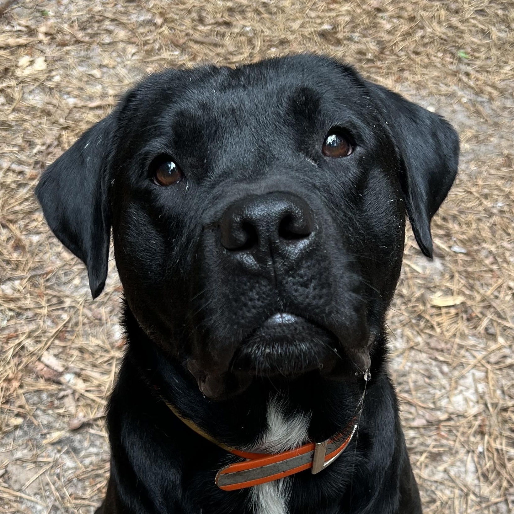 Perry , an adopted mixed breed in Cedar Mountain, NC image 5/6