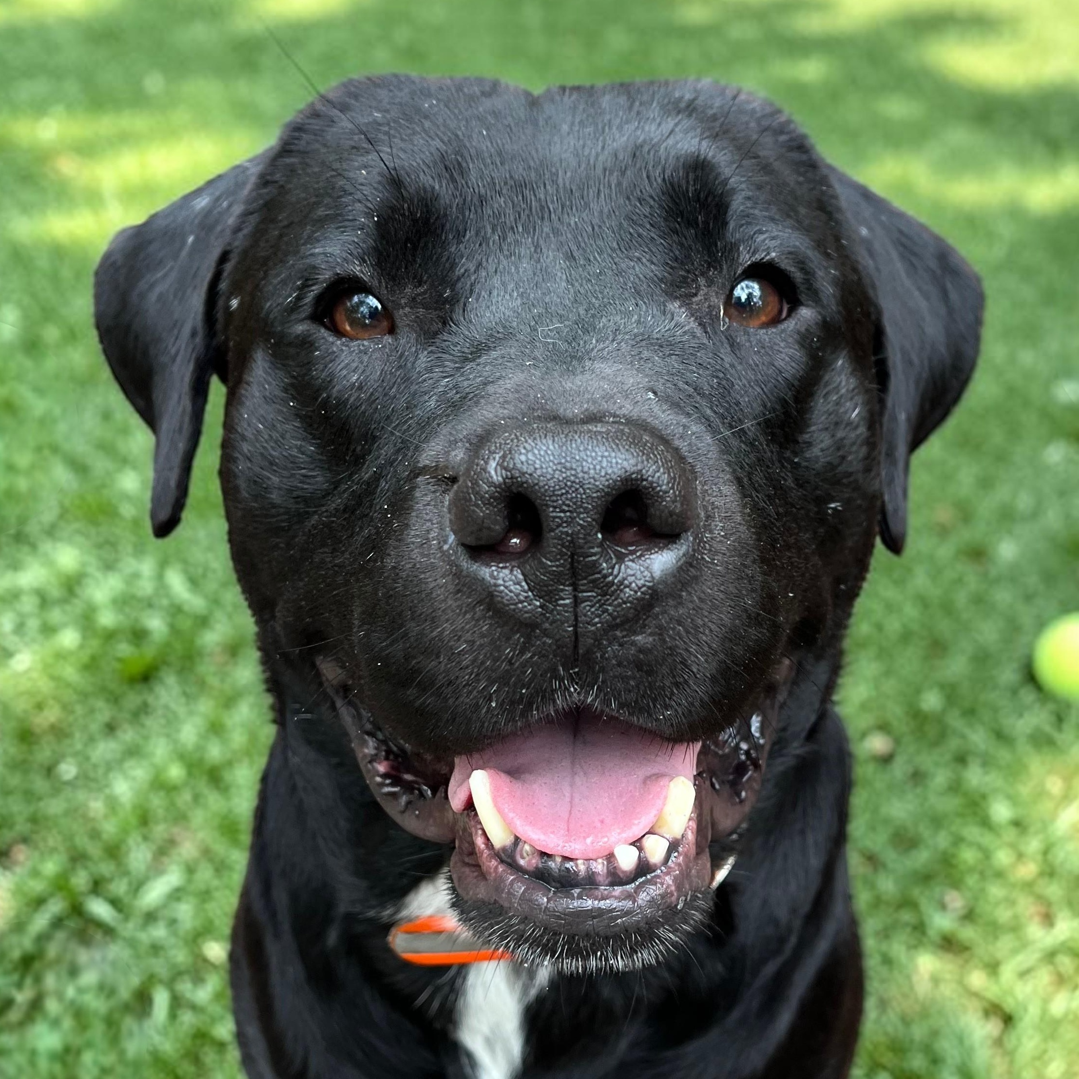 Perry , an adopted mixed breed in Cedar Mountain, NC image 1/6