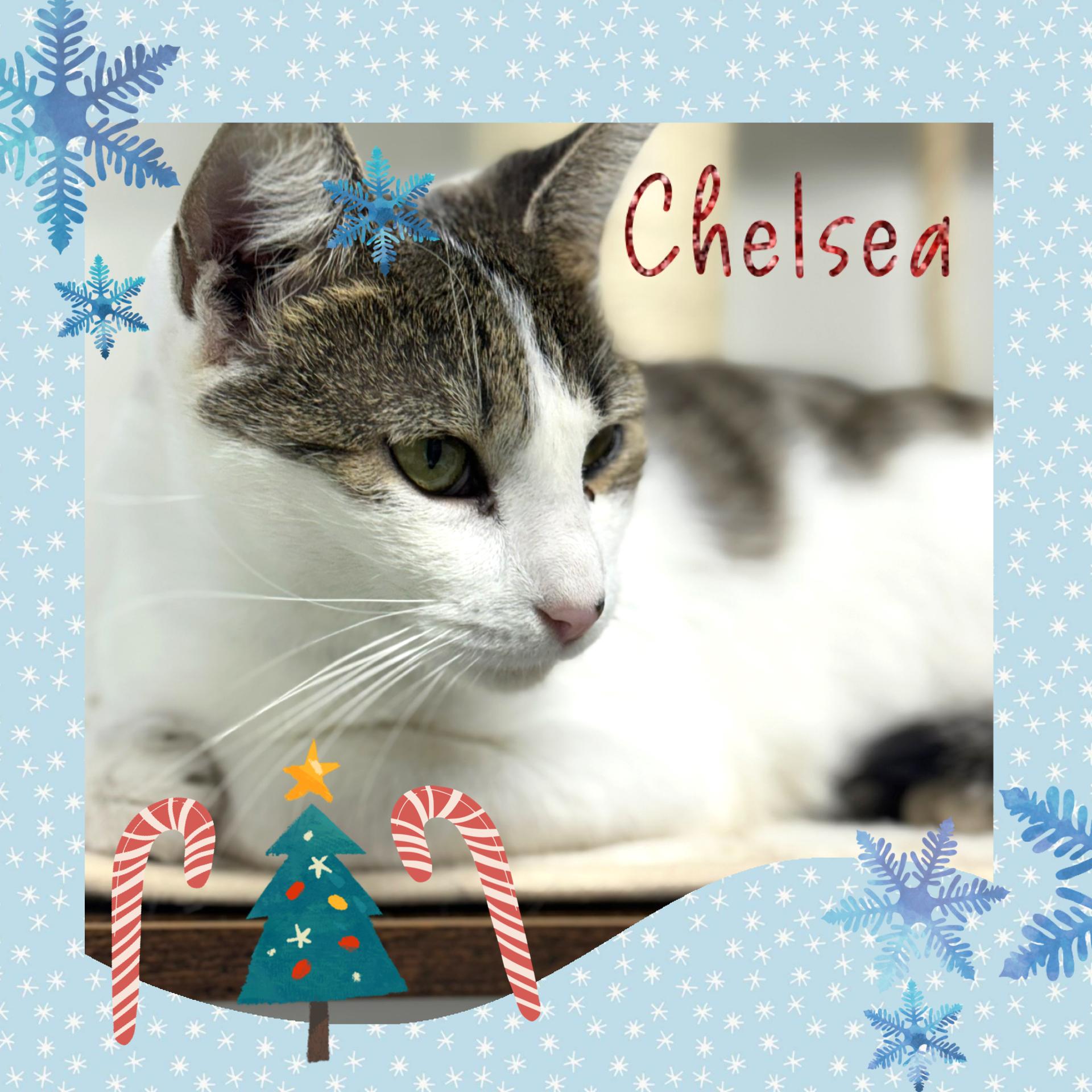Chelsea, a Adoptable American Shorthair in Hickory, NC image 1/6
