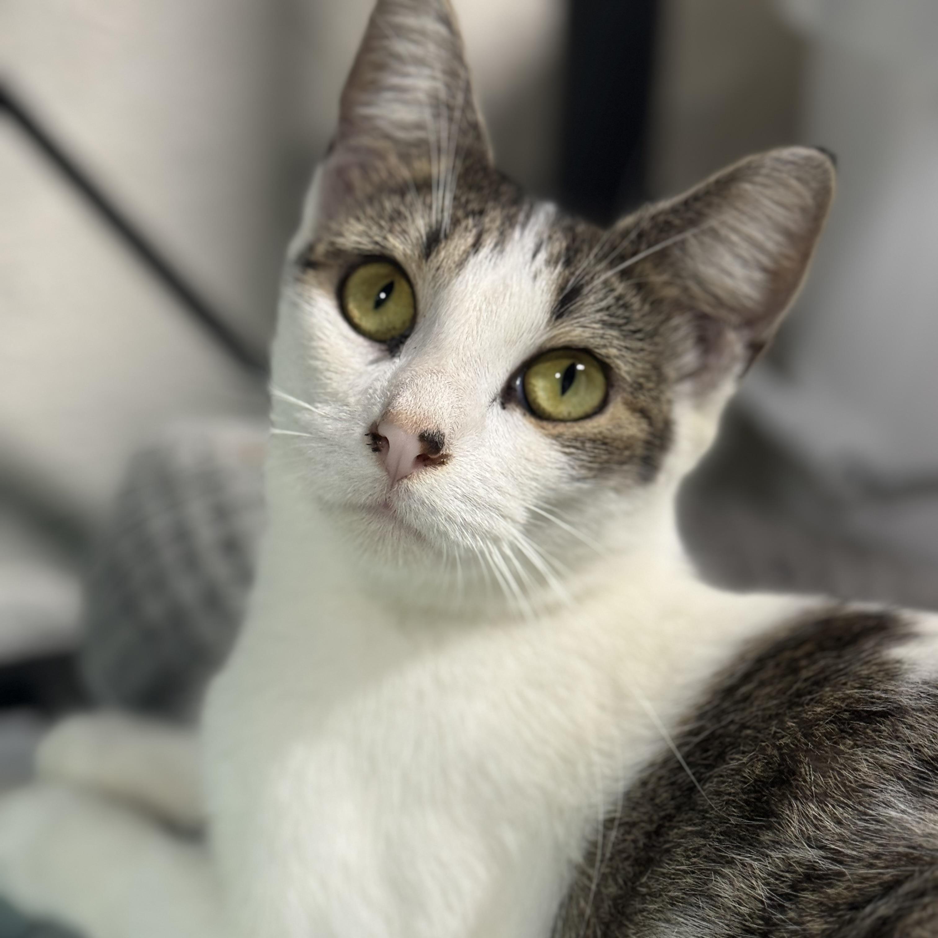 Chelsea, a Adoptable American Shorthair in Hickory, NC image 2/6