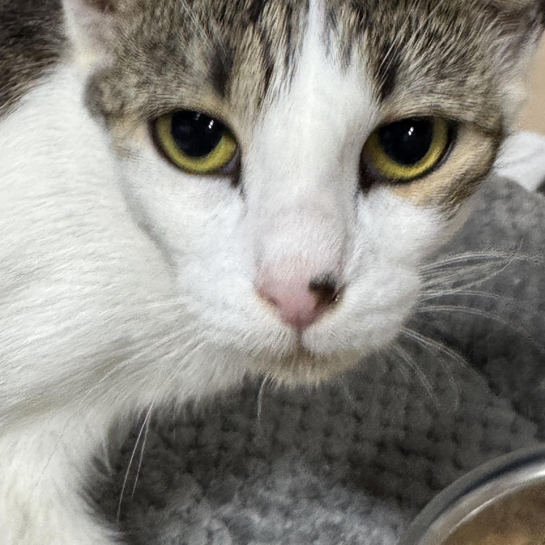 Chelsea, a Adoptable American Shorthair in Hickory, NC image 6/6