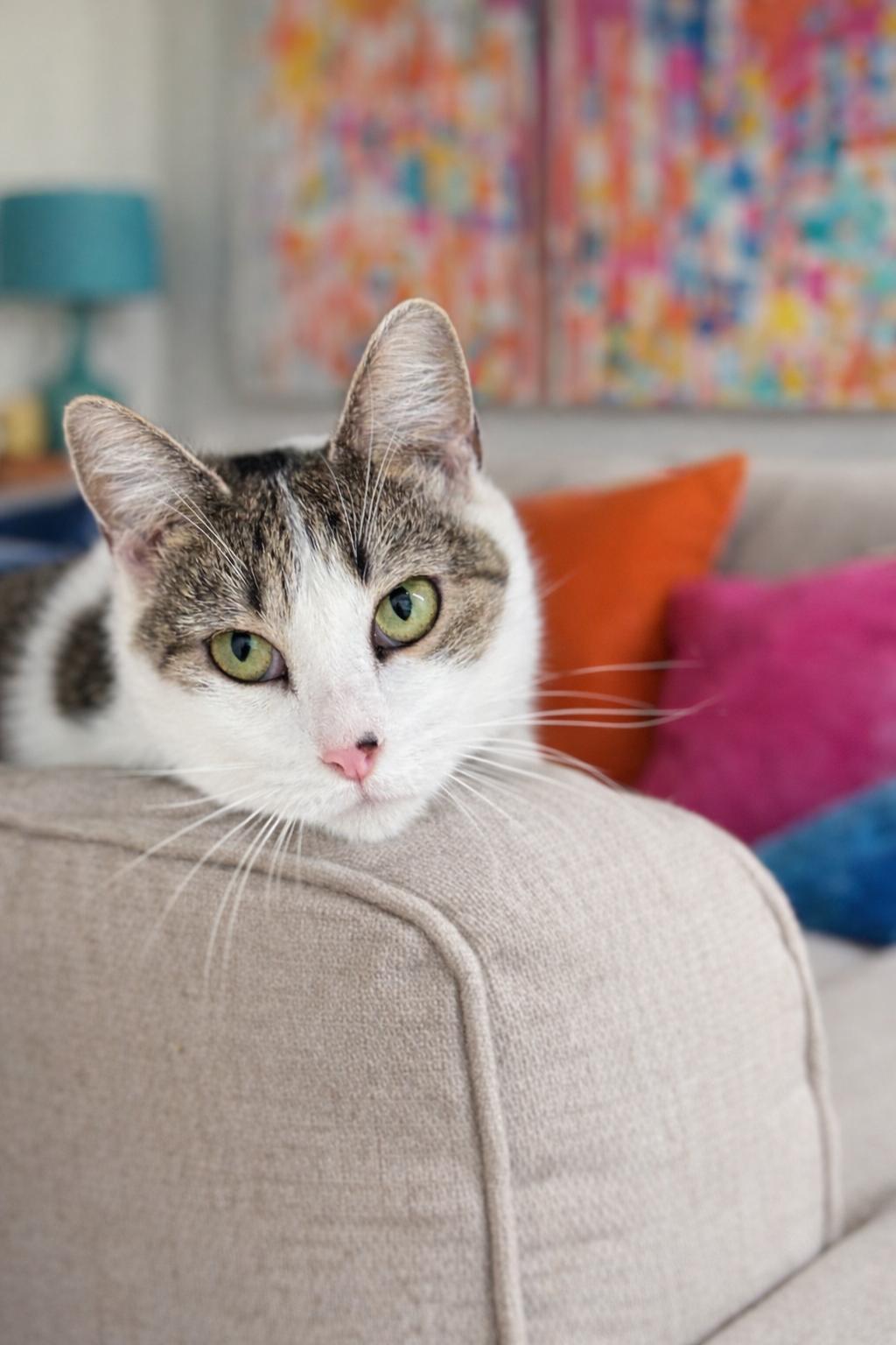 Chelsea, Adoptable, Young Female American Shorthair.