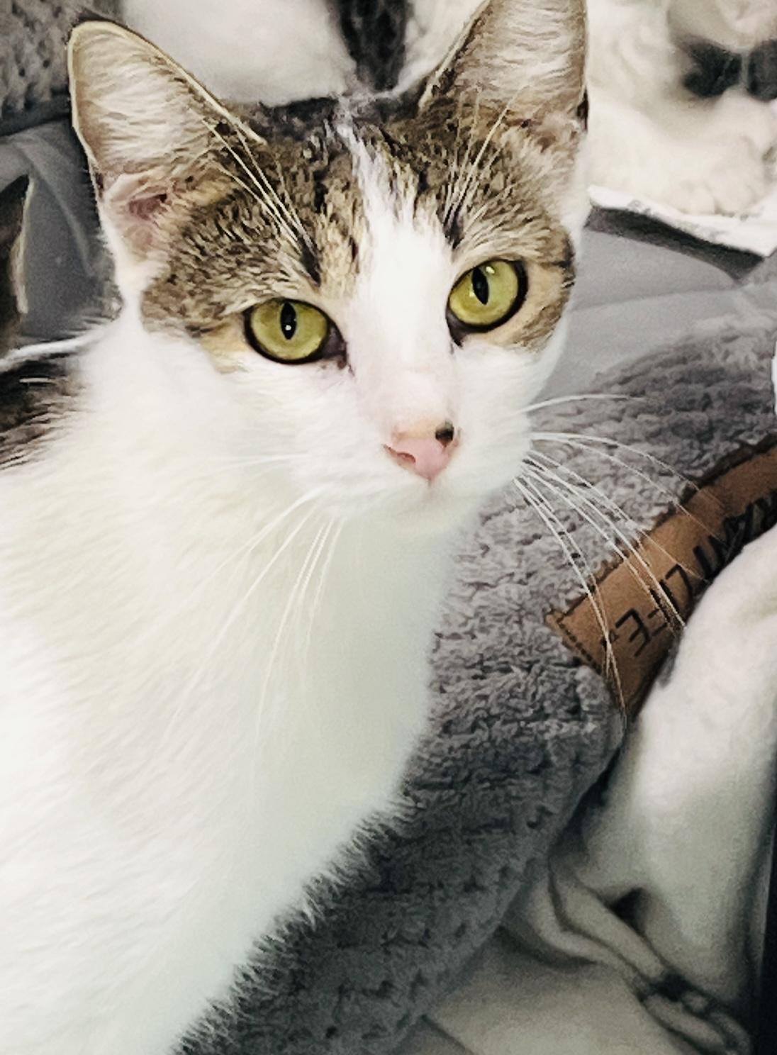 Chelsea, a Adoptable American Shorthair in Hickory, NC image 3/6