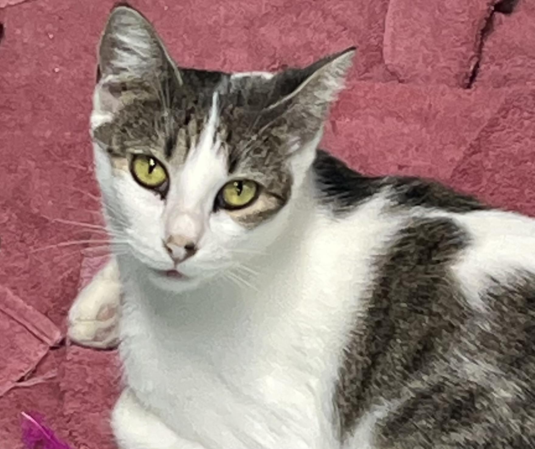 Chelsea, a Adoptable American Shorthair in Hickory, NC image 4/6