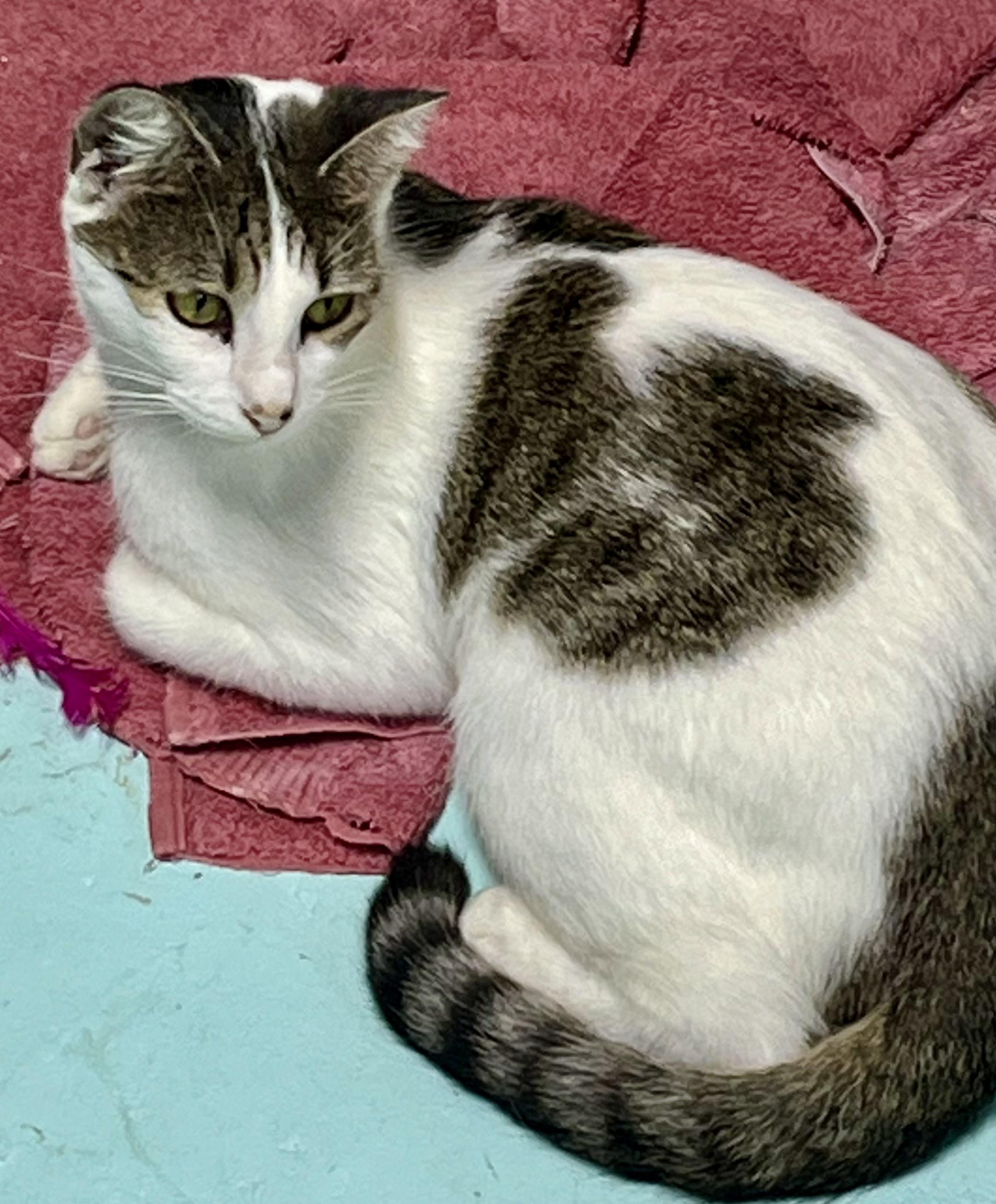 Chelsea, a Adoptable American Shorthair in Hickory, NC image 5/6