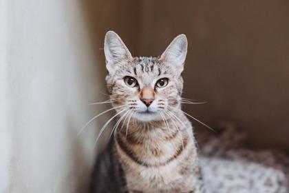 87623a Theresa Catputo- Pounce Cat Cafe, Adoptable, Adult Female Domestic Short Hair & Domestic Short Hair.