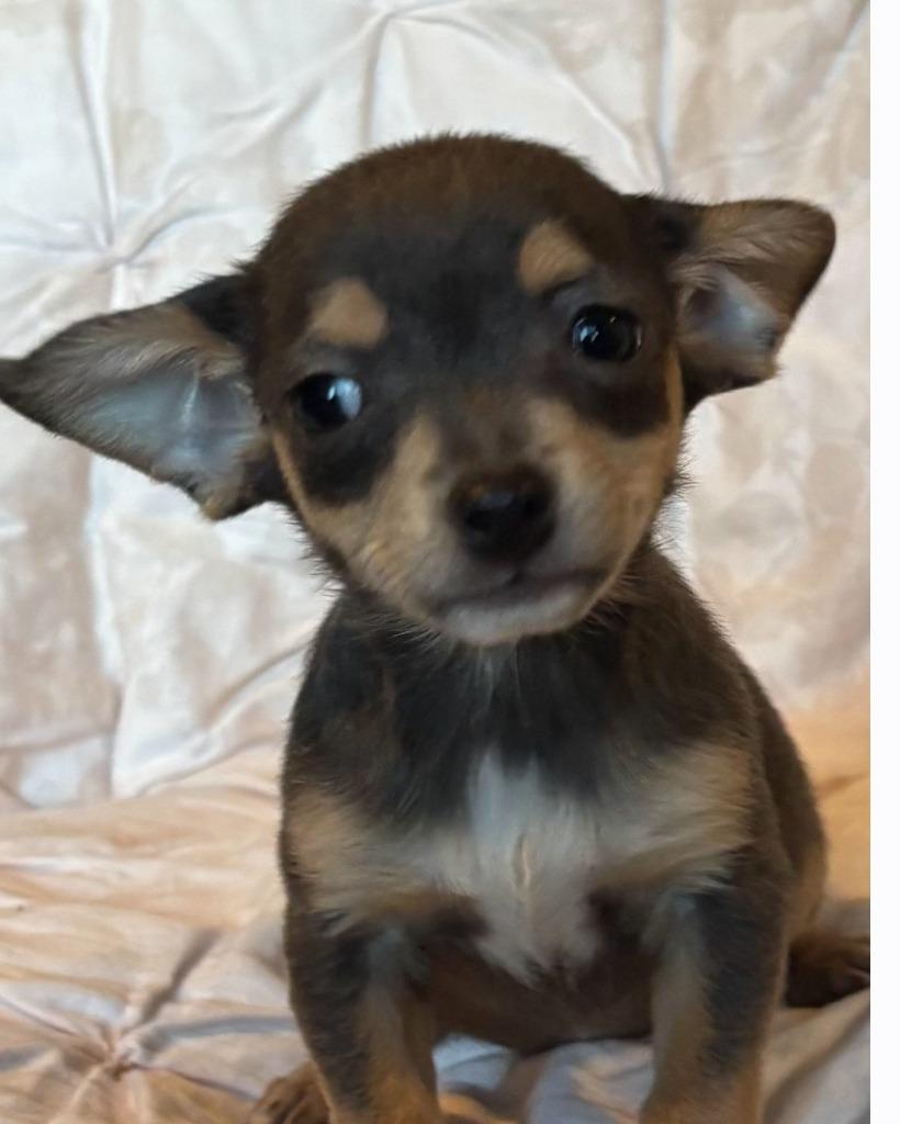 Enlarge Siete (nka Blanche), a Adopted mixed breed in Indianola, IA image 1/1