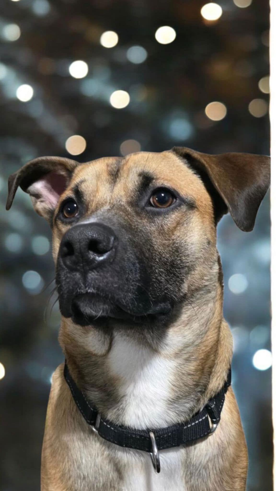 Roscoe, Adopted, Adult Male German Shepherd Dog & Black Mouth Cur.