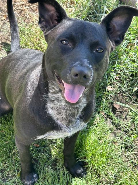 LAKE, Adoptable, Young Male Australian Cattle Dog / Blue Heeler & Mixed Breed.