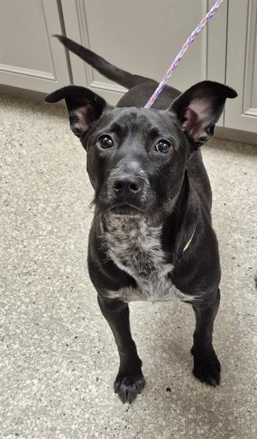 Enlarge LAKE, a Adoptable mixed breed in Lodi, CA image 1/1