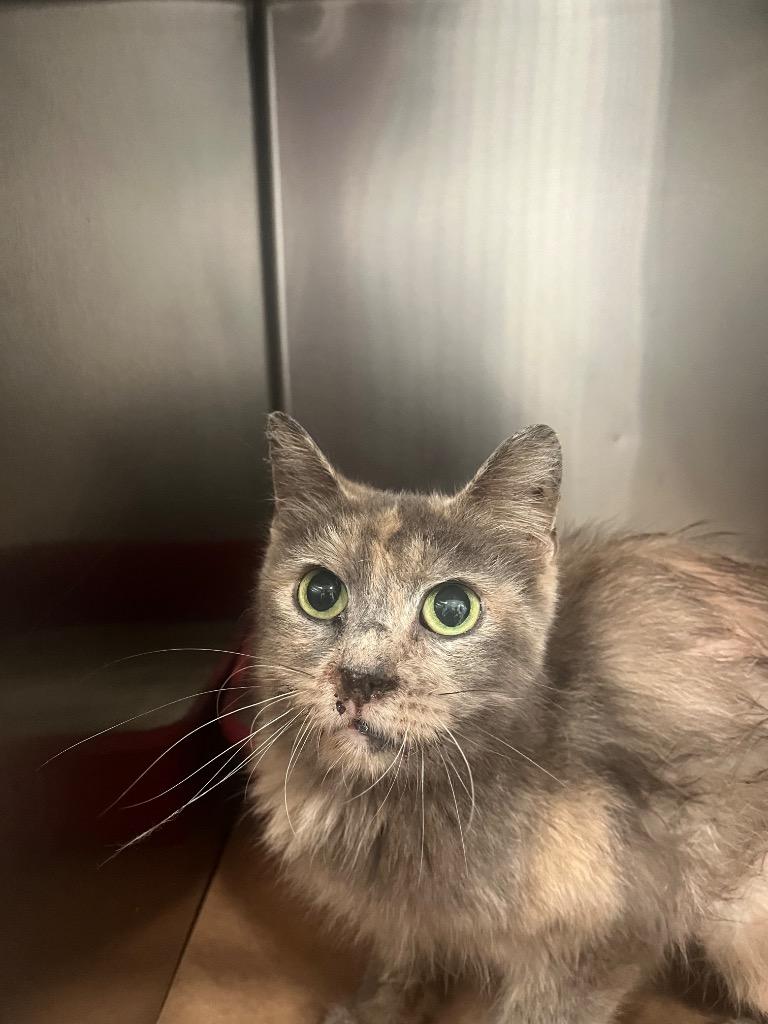 Pearl, Adoptable, Young Female Domestic Short Hair.