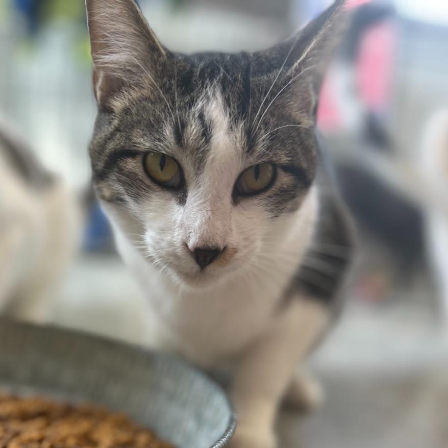 Kaycee, Adoptable, Young Male Domestic Short Hair.