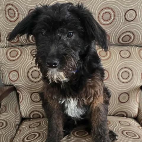 Enlarge Sullivan (Sully), an adopted Mixed Breed in Rochester, NY image 3/4