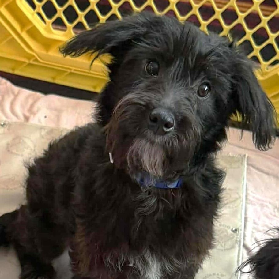 Enlarge Sullivan (Sully), an adopted Mixed Breed in Rochester, NY image 1/4