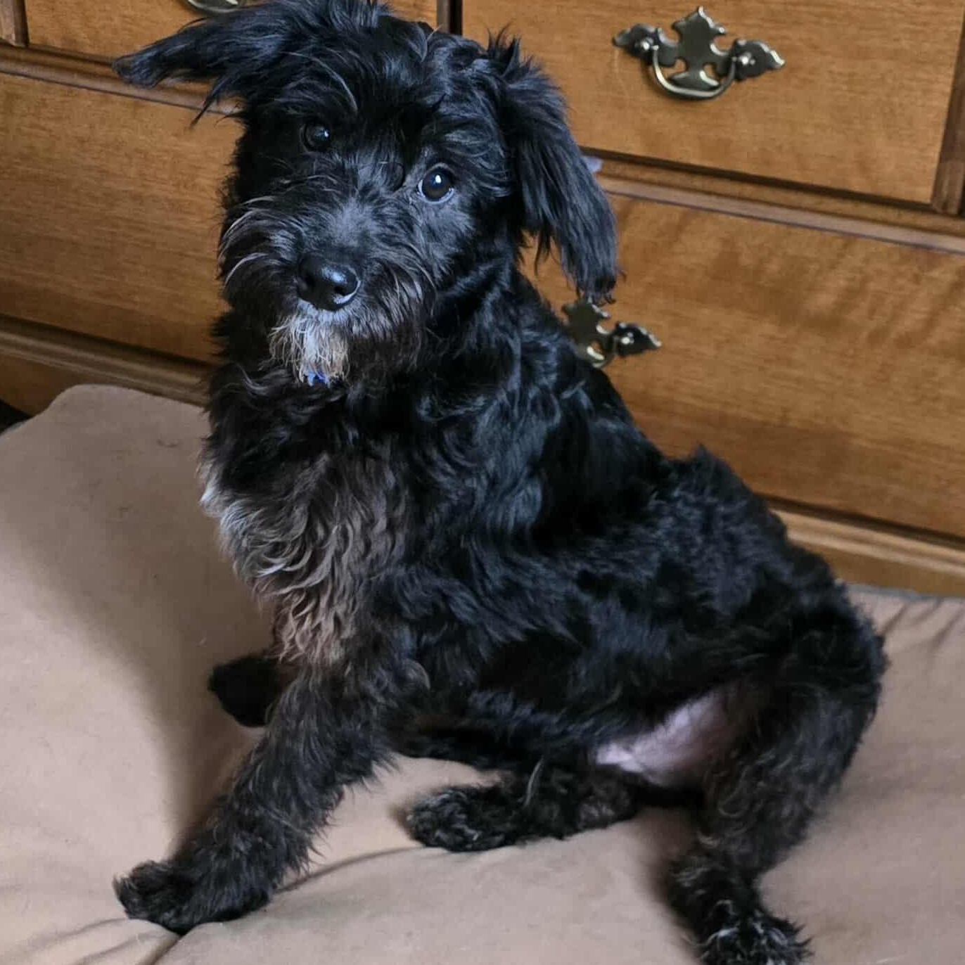 Enlarge Sullivan (Sully), an adopted Mixed Breed in Rochester, NY image 4/4