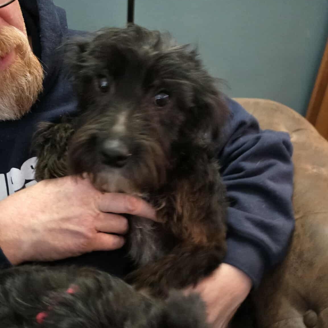 Enlarge Sullivan (Sully), an adopted Mixed Breed in Rochester, NY image 2/4