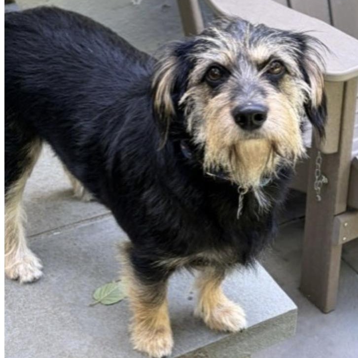 Enlarge DUNCAN, a Adopted mixed breed in new haven, CT image 4/6