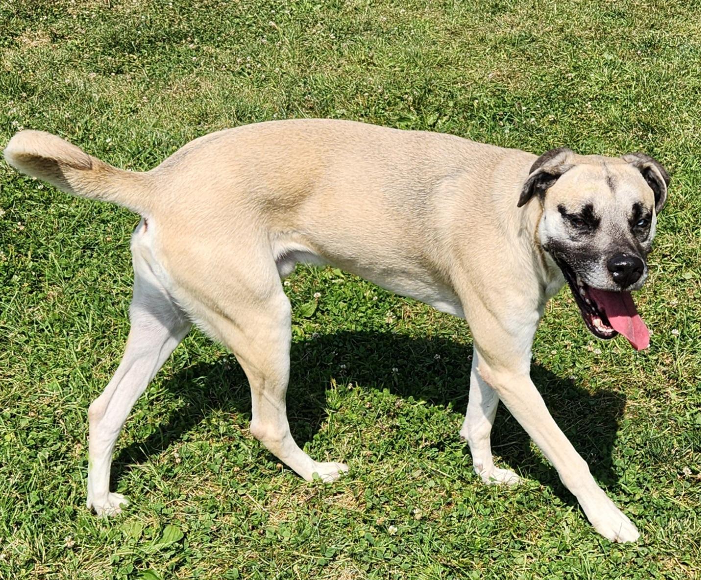 Enlarge Ceazer, a Adoptable mixed breed in Cedar Rapids, IA image 2/5