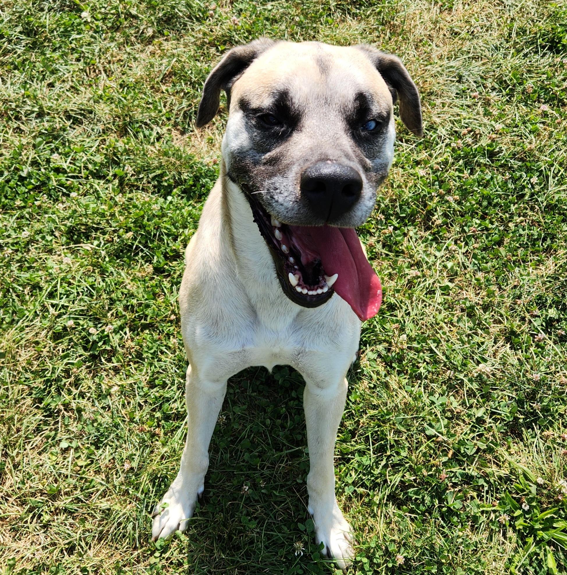 Enlarge Ceazer, a Adoptable mixed breed in Cedar Rapids, IA image 1/5