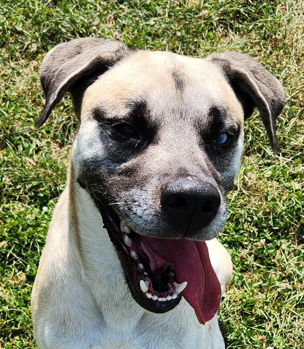 Enlarge Ceazer, a Adoptable mixed breed in Cedar Rapids, IA image 3/5