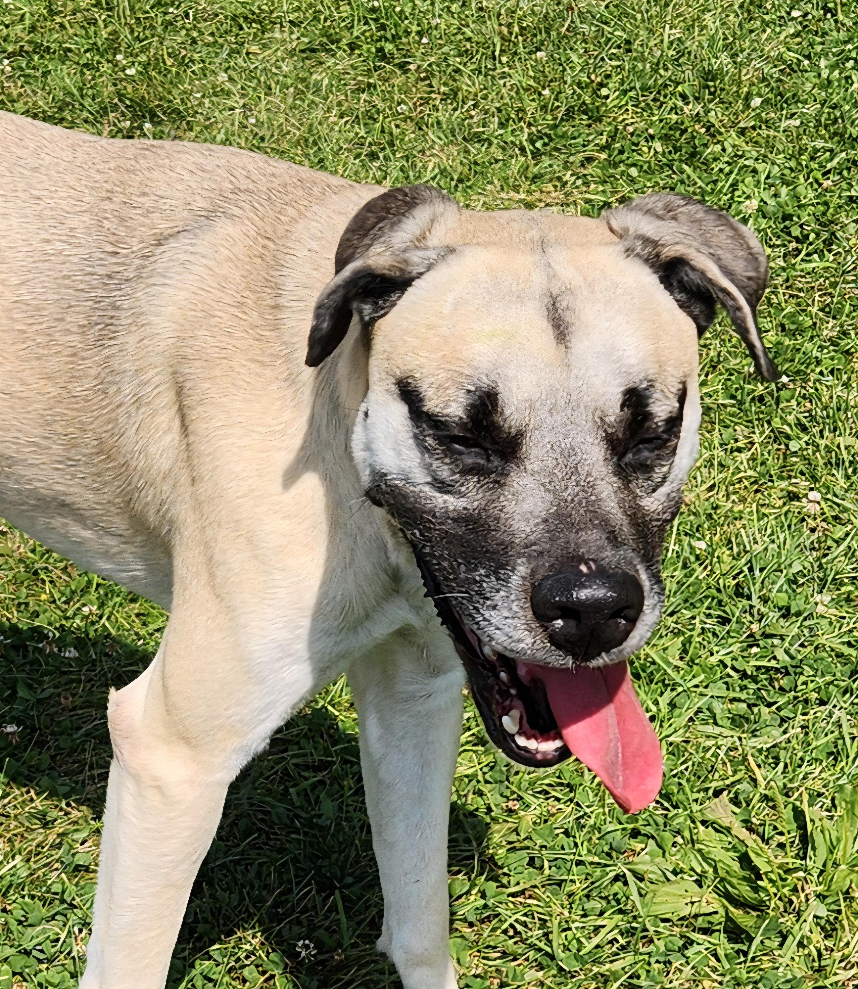 Enlarge Ceazer, a Adoptable mixed breed in Cedar Rapids, IA image 4/5