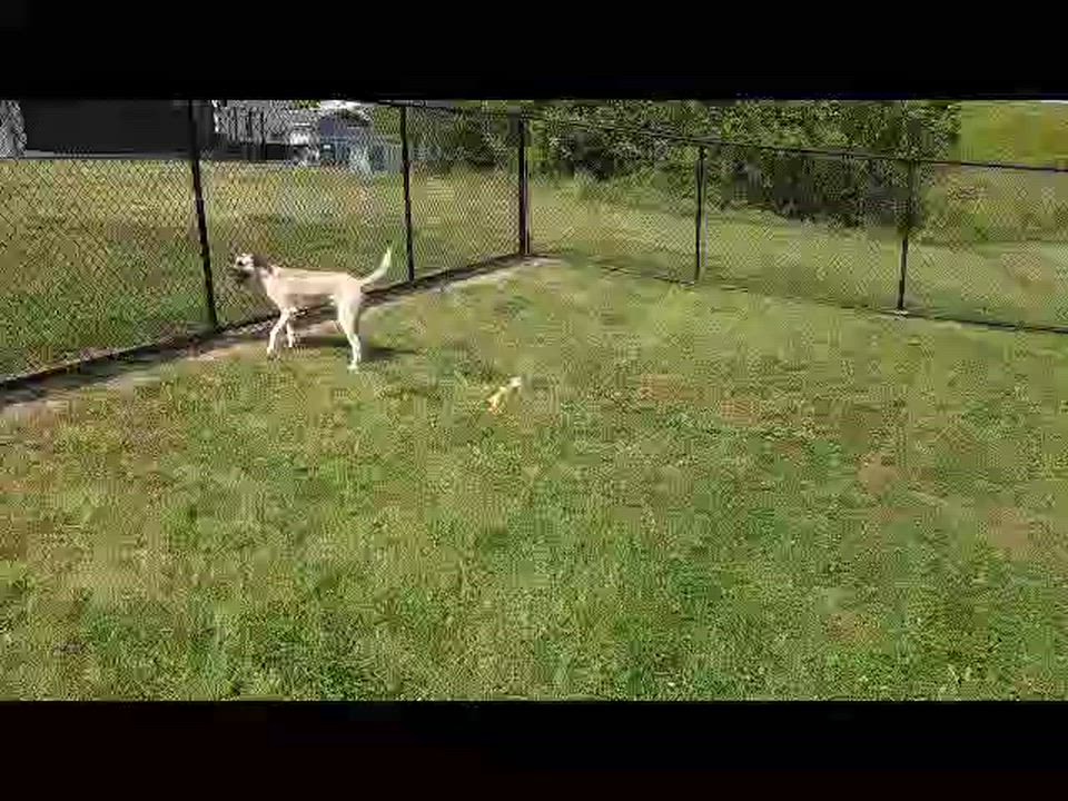 Enlarge Ceazer, a Adoptable mixed breed in Cedar Rapids, IA video 5/5