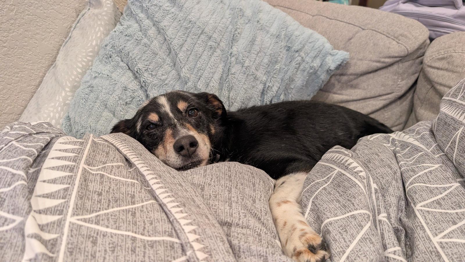 Left Eye #1, Adoptable, Senior Female Shepherd.