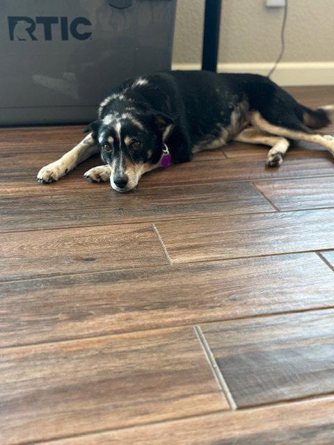 Enlarge Left Eye #1, a Adoptable Shepherd in Aurora, CO image 2/3