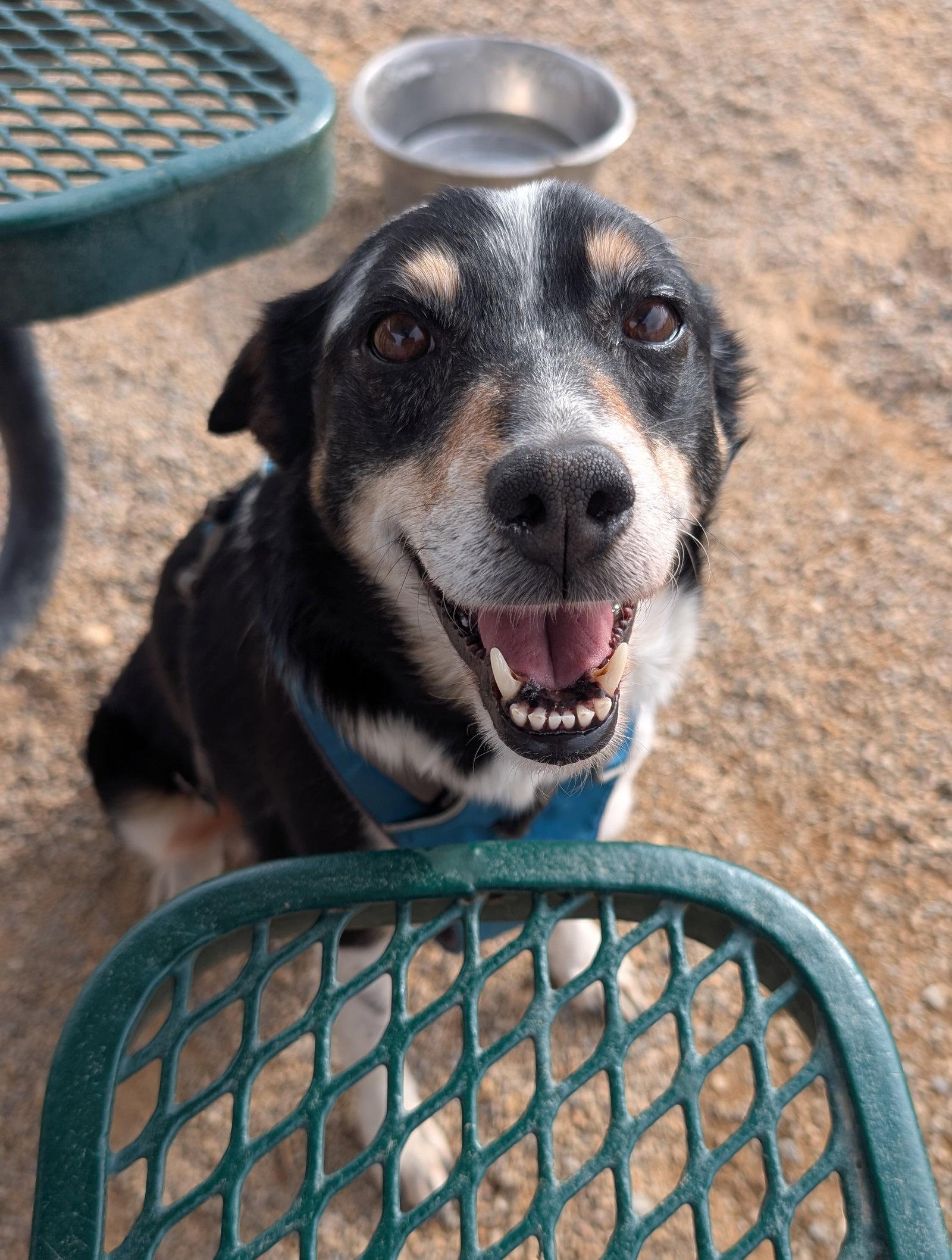 Enlarge Left Eye #1, a Adoptable Shepherd in Aurora, CO image 3/3