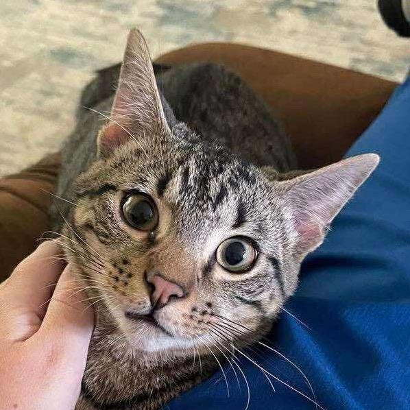 Smokey, Adoptable, Young Male American Shorthair.
