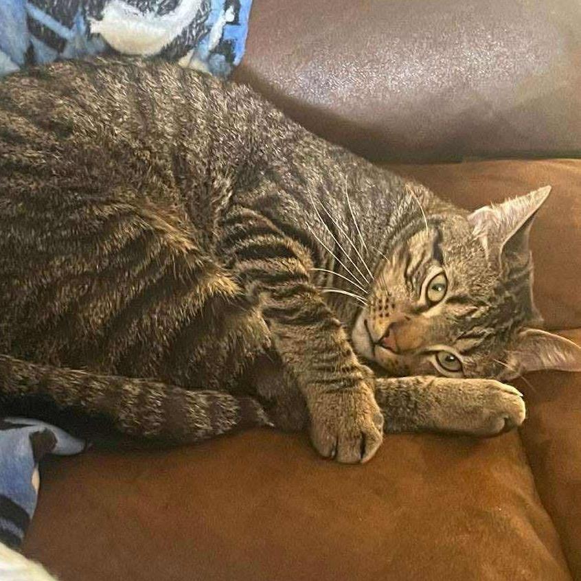 Enlarge Smokey, a Adoptable American Shorthair in mount vernon, AR image 2/2