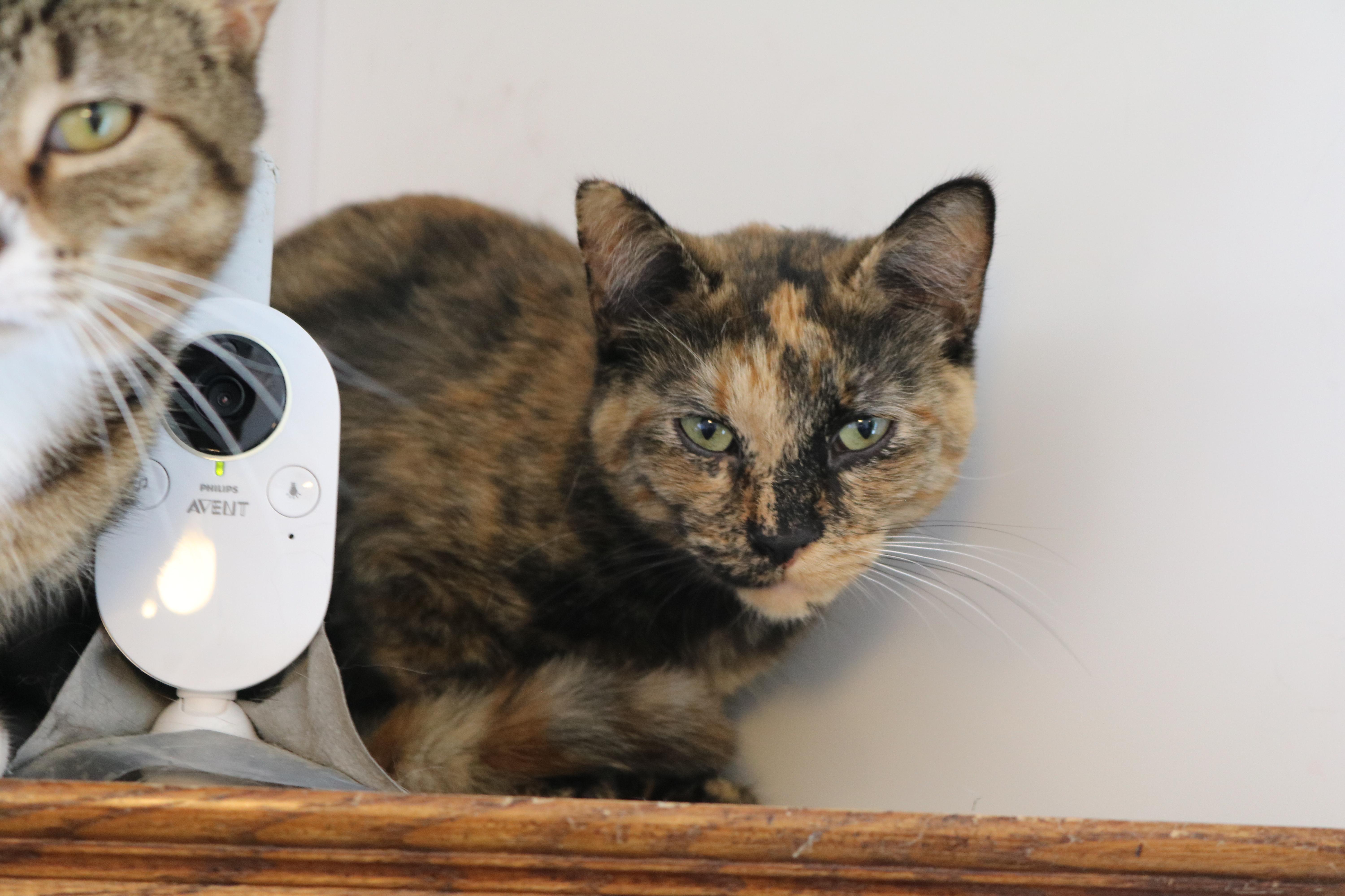 Aggie, a Adoptable Tortoiseshell in Manchester, MI image 1/2