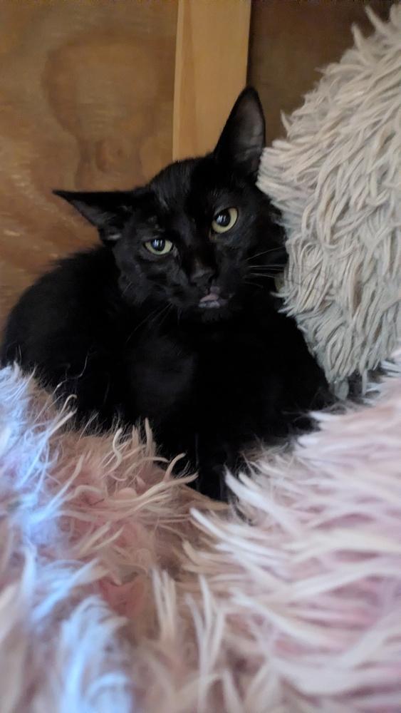 Strawberry, Adoptable, Kitten Female Domestic Short Hair.
