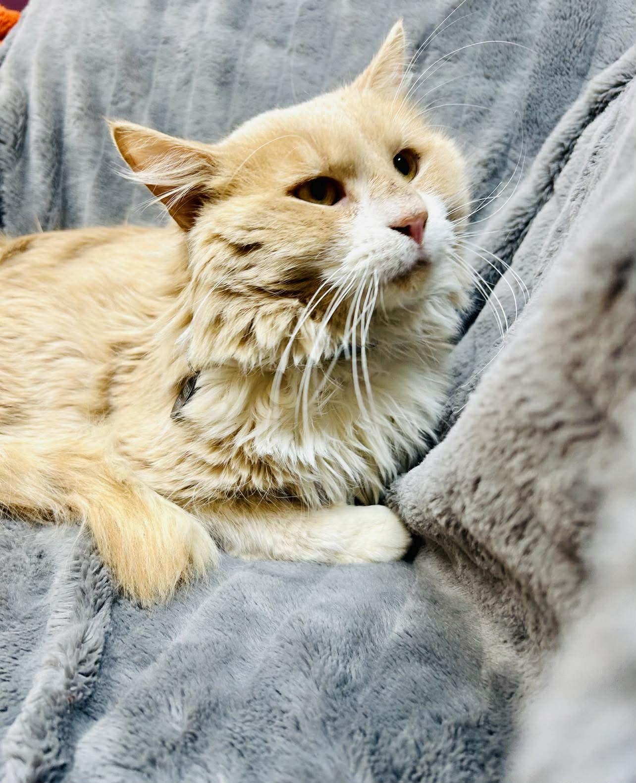 Enlarge Desmond , a ADOPTABLE Domestic Long Hair in Alexandria, MN image 1/2