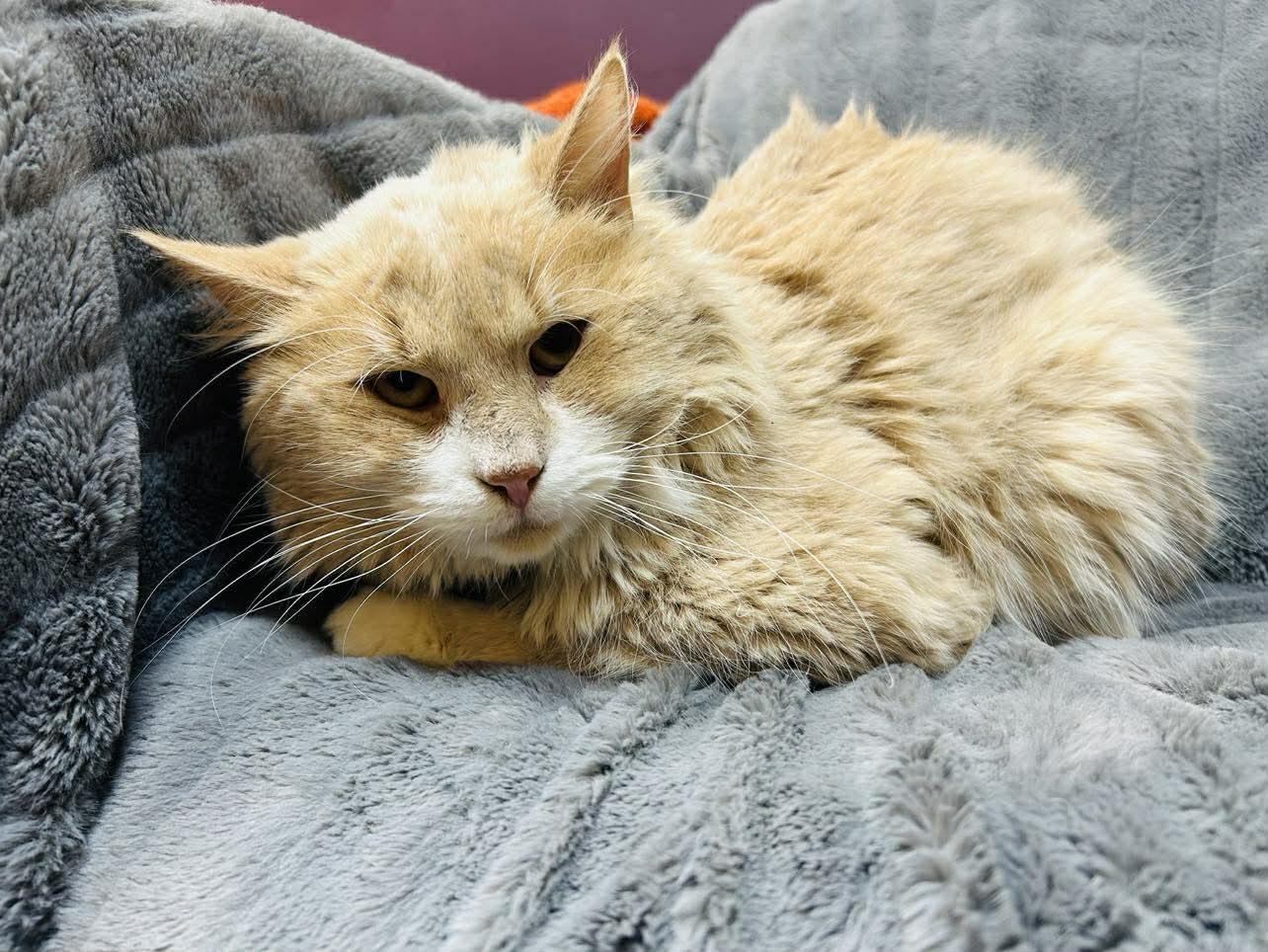 Enlarge Desmond , a ADOPTABLE Domestic Long Hair in Alexandria, MN image 2/2