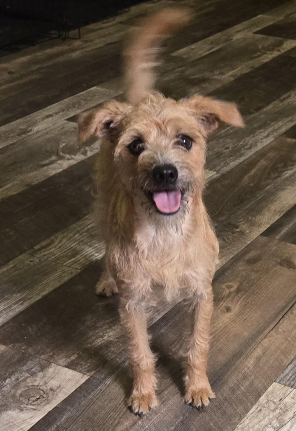 Ranger, Adoptable, Young Male Terrier.