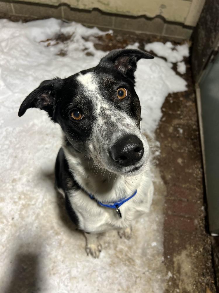 Enlarge Poncho, a ADOPTABLE Mixed Breed in Houghton, MI image 3/4