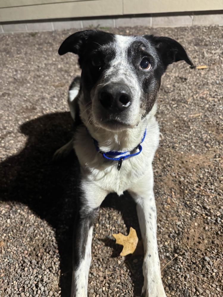 Enlarge Poncho, a ADOPTABLE Mixed Breed in Houghton, MI image 4/4