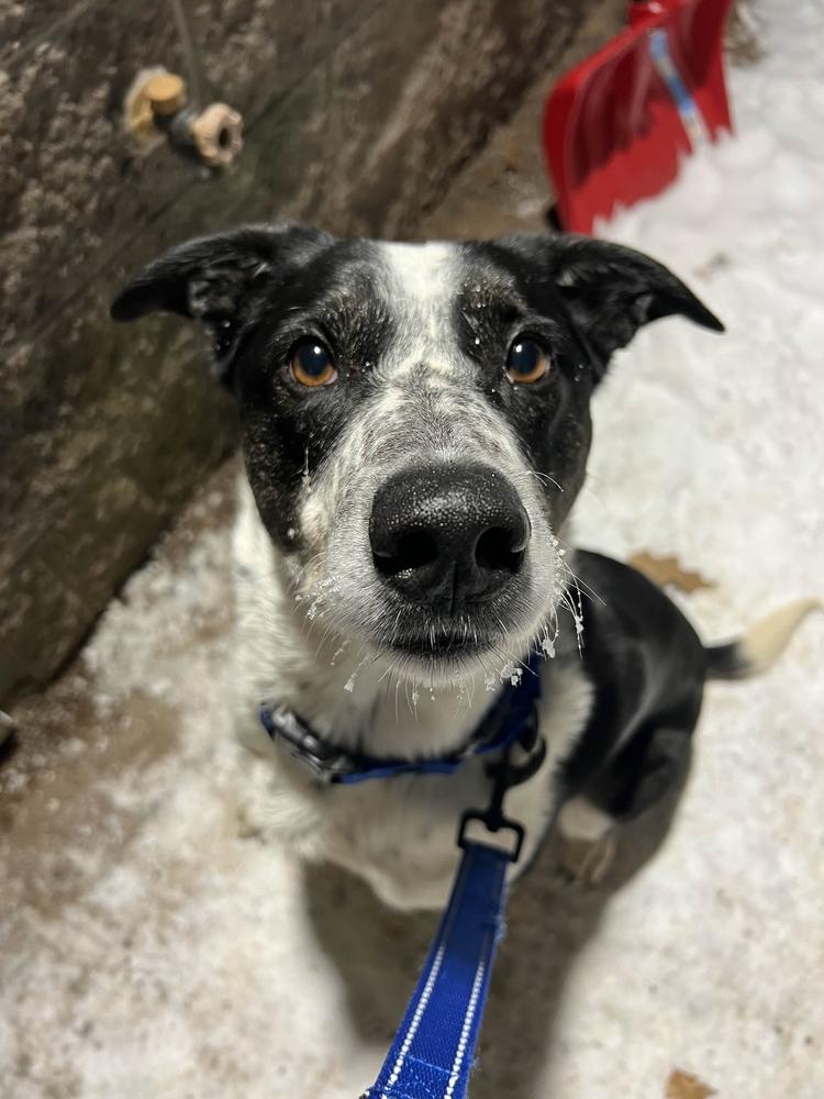 Enlarge Poncho, a ADOPTABLE Mixed Breed in Houghton, MI image 2/4