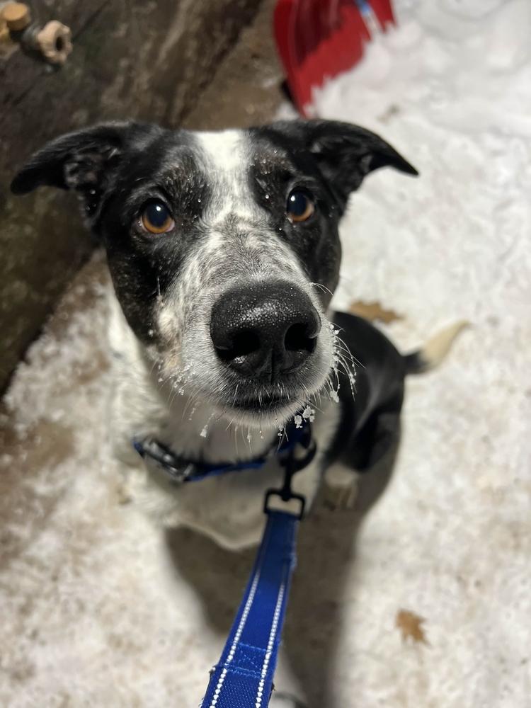 Poncho, ADOPTABLE, Adult Female Mixed Breed.