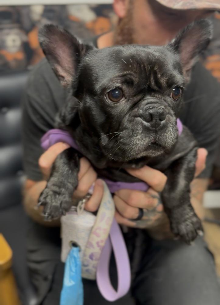 Miracle, Adoptable, Young Female French Bulldog.