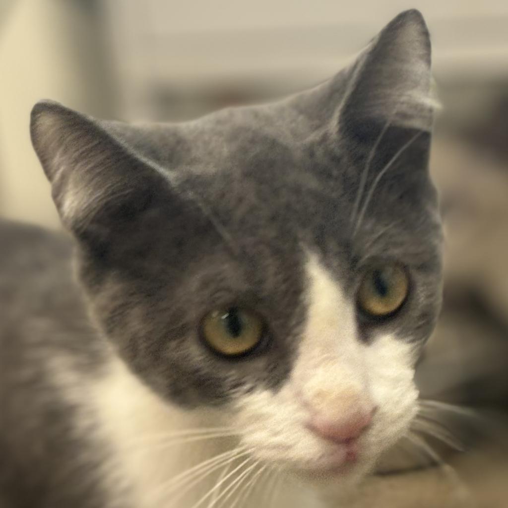 Smidge, Adoptable, Adult Male Domestic Short Hair.