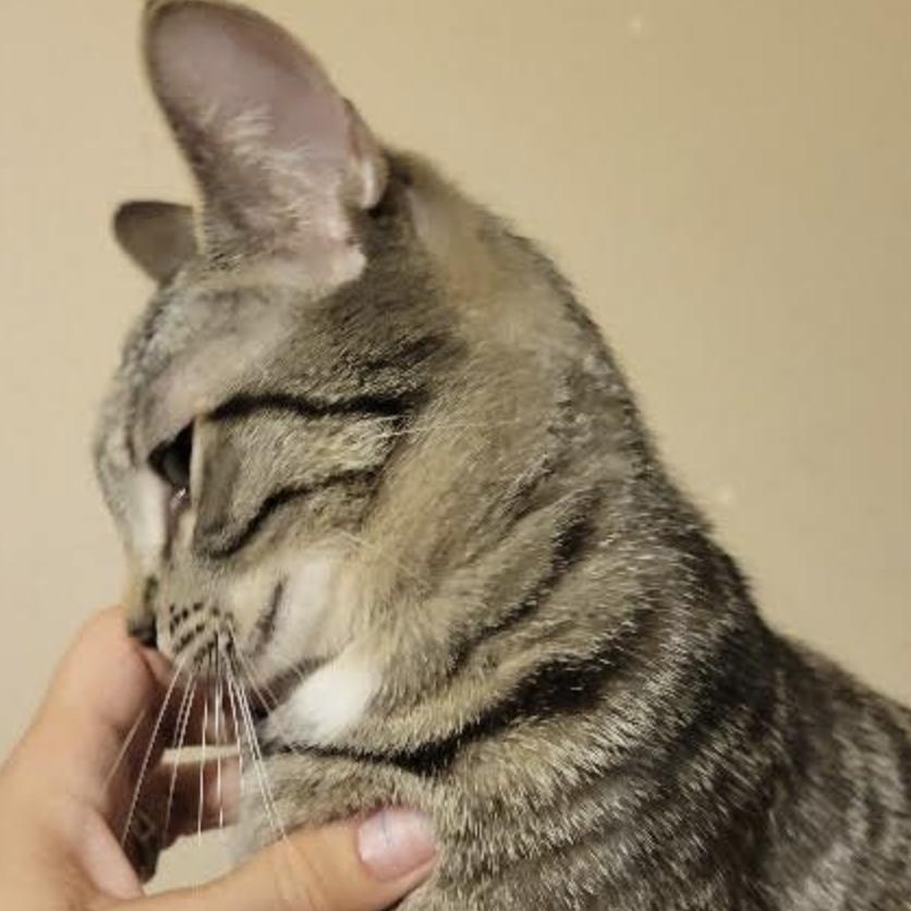 Naomi, a Adoptable Domestic Short Hair in Cincinnati, OH image 3/5