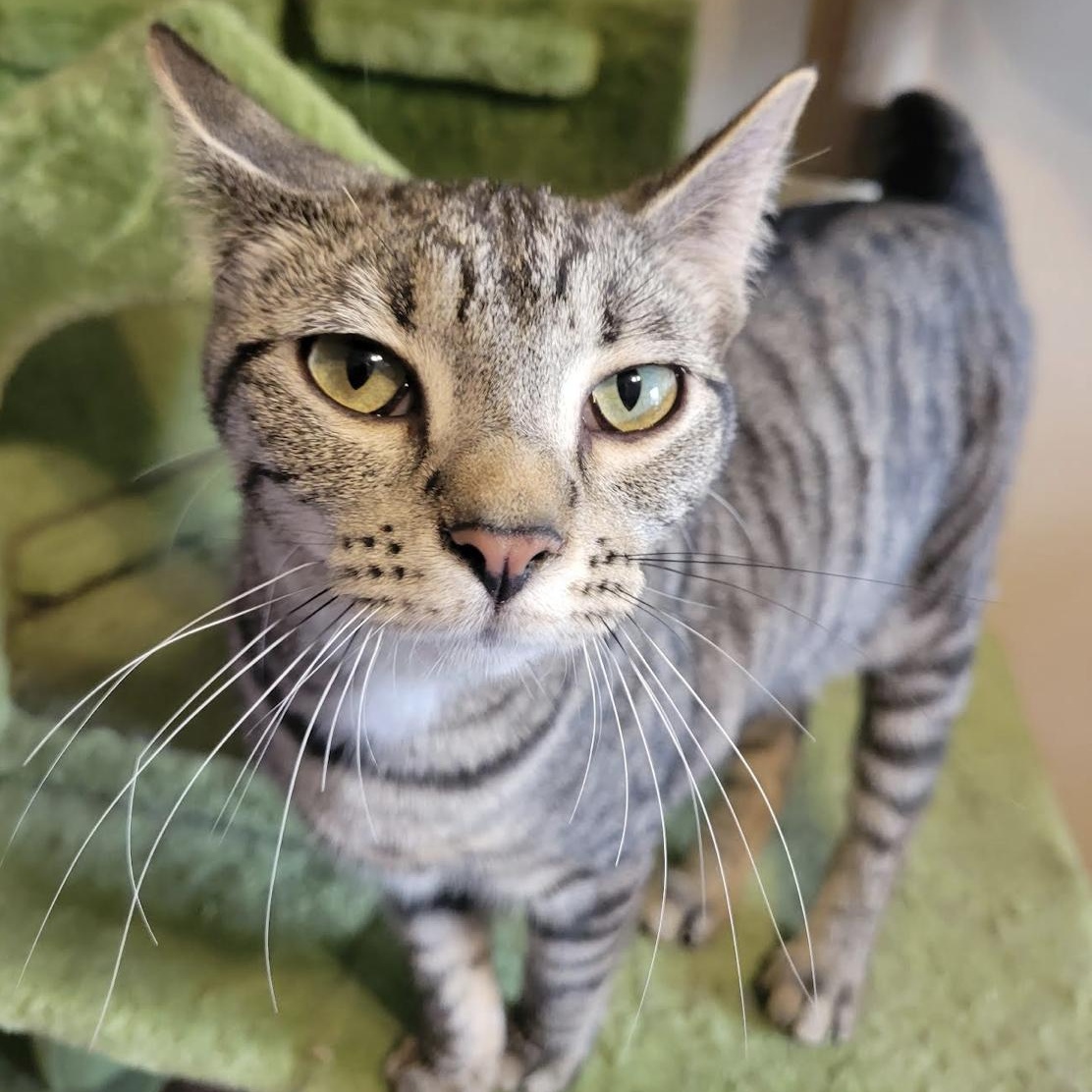 Naomi, Baby Female Domestic Short Hair