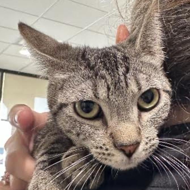 Naomi, a Adoptable Domestic Short Hair in Cincinnati, OH image 5/5