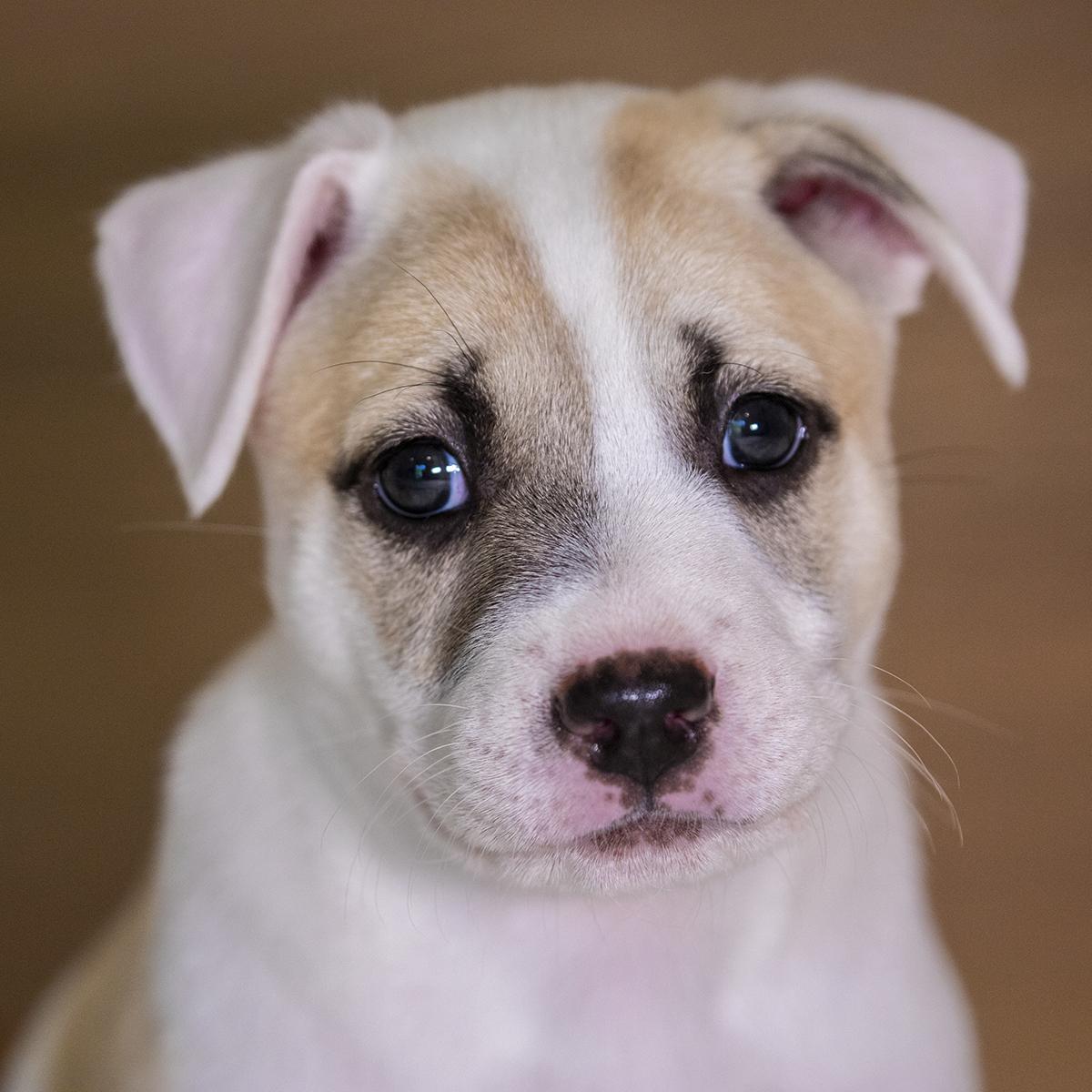 Enlarge Sloane, an adoption pending mixed breed in Baltimore , MD image 1/3