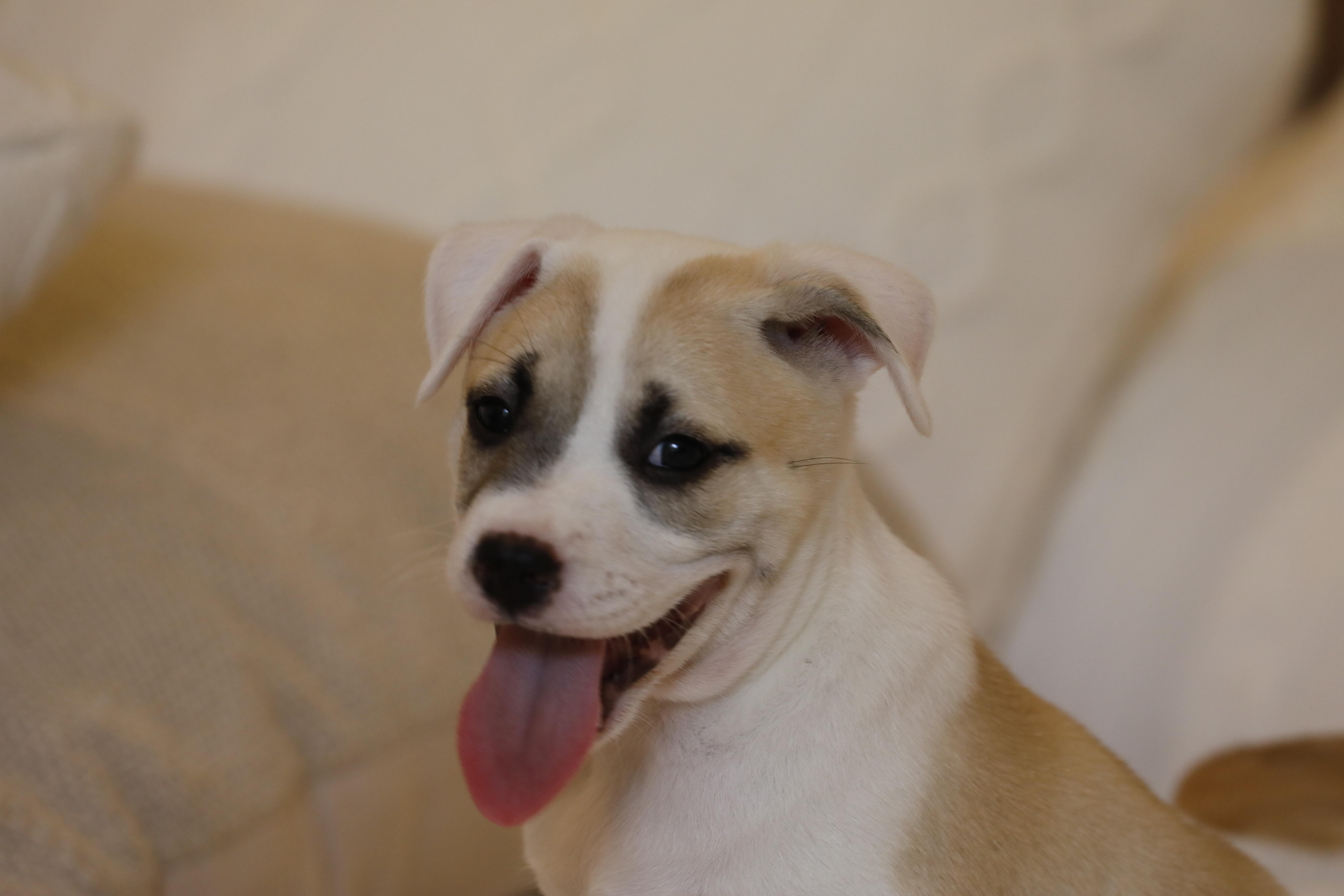 Enlarge Sloane, an adoption pending mixed breed in Baltimore , MD image 3/3