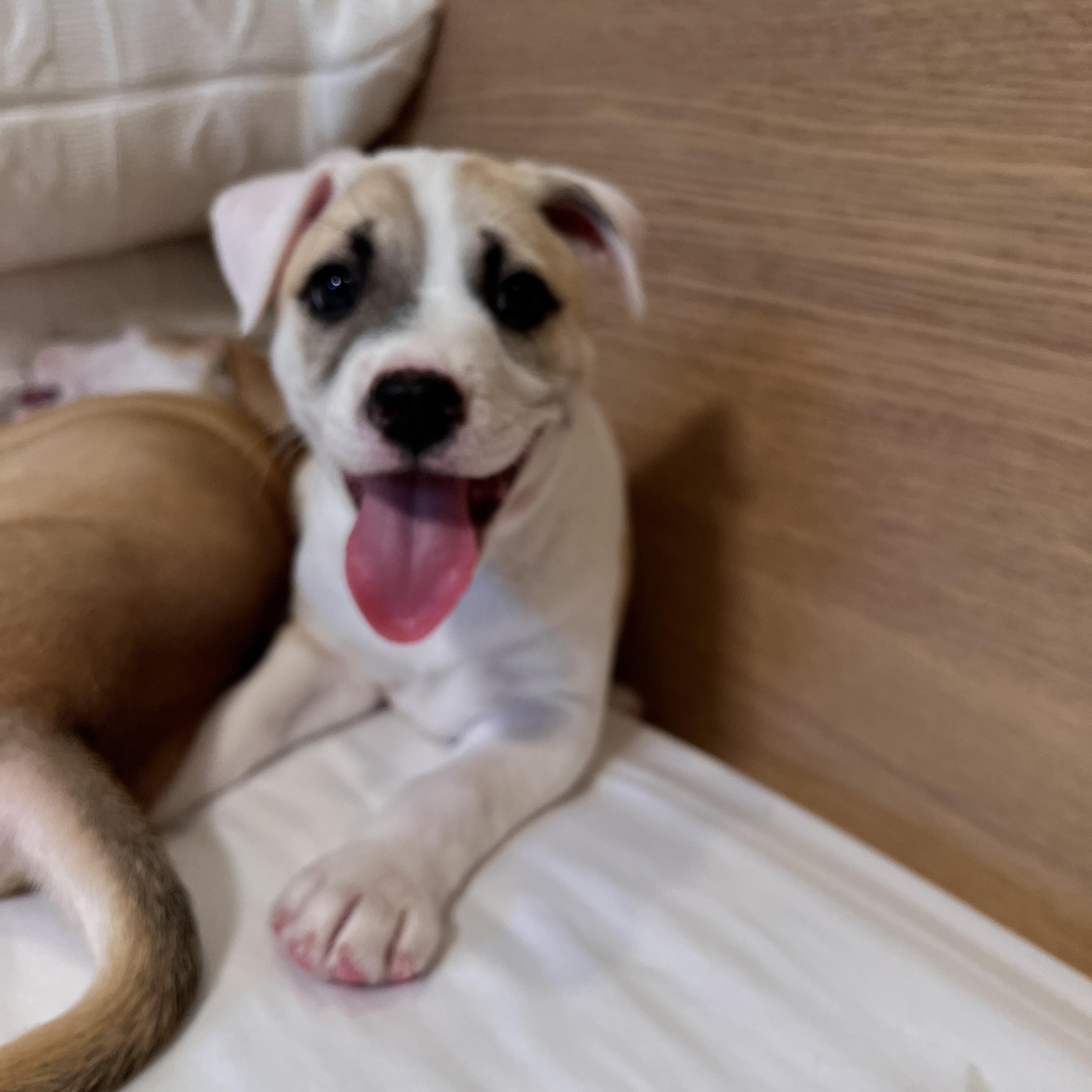 Enlarge Sloane, an adoption pending mixed breed in Baltimore , MD image 2/3